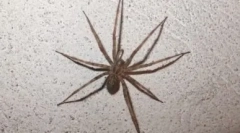 10 Największych pająków na świecie